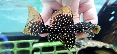 LDA105 Typhoon Pleco/Fire Spot Cactus Pleco - (Pseudacanthicus sp.) LDA105 Typhoon Pleco/Fire Spot Cactus Pleco - (Pseudacanthicus sp.)