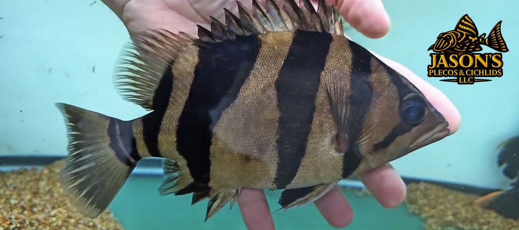 Indo Datnoid - (Datnioides microlepis)