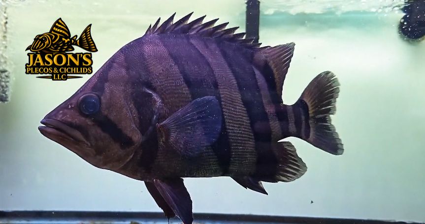 Indo Datnoid - (Datnioides microlepis)