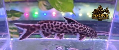 Dwarf Lake Synodontis - (Synodontis lucipinnis)