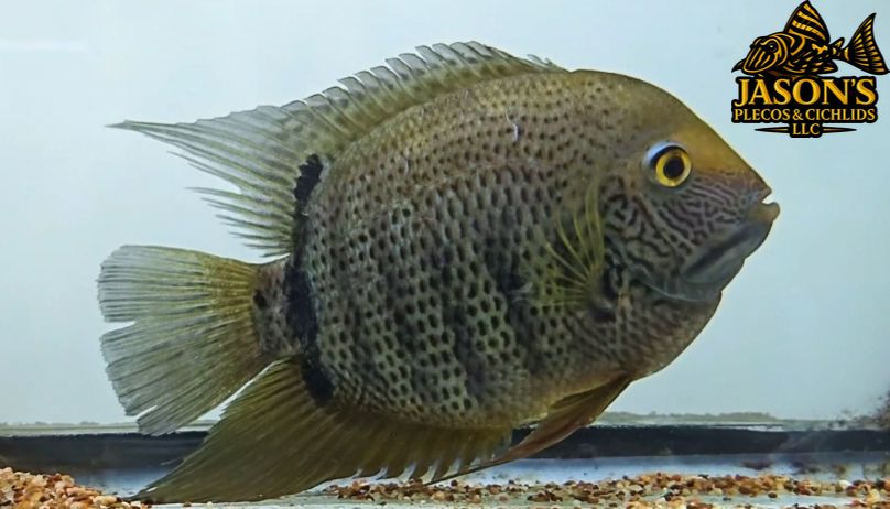 Green Severum - (Heros efasciatus)