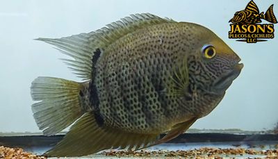 Green Severum - (Heros efasciatus) Green Severum - (Heros efasciatus)