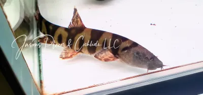 Imperial Flower Loach - (Leptobotia elongata)