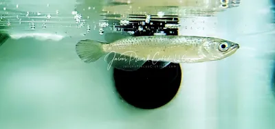 Leichardti Arowana/Leichardti Pearl Arowana/Spotted Australian Arowana - (Scleropages Leichardti)