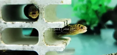 Tiger Moray Eel For Sale Online