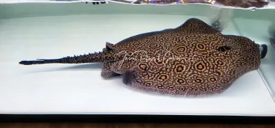 Marble Hybrid Stingray For Sale Online