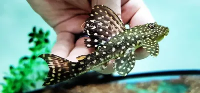 Rose-Spotted Pleco - (Hypostomus roseopunctatus) Rose-Spotted Pleco - (Hypostomus roseopunctatus)