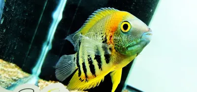 Red Shoulder Severum - (Heros sp. Rotkeil)
