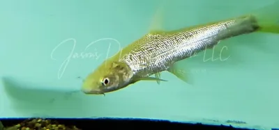 Albino Aral Barbel - (Luciobarbus Brachycephalus) Albino Aral Barbel - (Luciobarbus Brachycephalus)