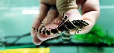 Plecos For Sale Online