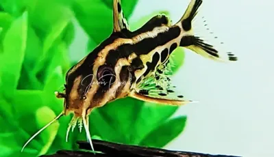 Pyjama Catfish - (Synodontis flavitaeniatus) Pyjama Catfish - (Synodontis flavitaeniatus)