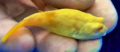 Albino Fahaka Puffer - (Tetraodon lineatus)