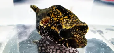 Humpback Puffer/King Kong Puffer - (Tetraodon palembangensis)