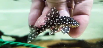 L142 Big White Spot Pleco - (Baryancistrus sp.)