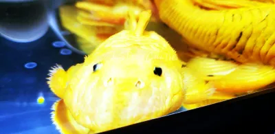 Chubby Pleco - (Parancistrus aurantiacus)