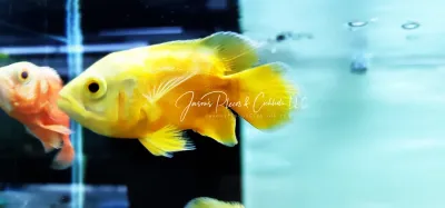 Super Yellow Oscar - (Astronotus ocellatus)