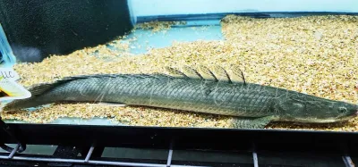 Lapradei Bichir - (Polypterus lapradei) Lapradei Bichir - (Polypterus lapradei)