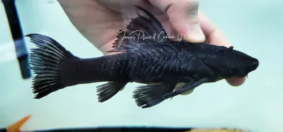 Vieja De Agua - (Rhinelepis aspera)