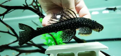 L235 Flyer Cat Pleco - (Pseudolithoxus anthrax)