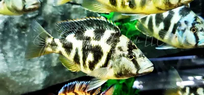 Giraffe Cichlid x Livingstoni Hybrid