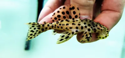 Golden Vampire Pleco - (Leporacanthicus heterodon) Golden Vampire Pleco - (Leporacanthicus heterodon)