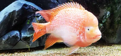 Super Red Texas x Flowerhorn Hybrid Super Red Texas x Flowerhorn Hybrid