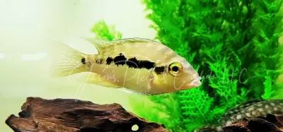 Emerald Cichlid - (Cribroheros robertsoni)