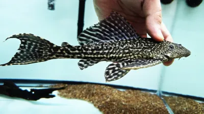 Vermiculated Sailfin Catfish - (Pterygoplichthys disjunctivus)