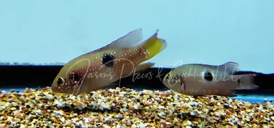 Jewel Cichlid For Sale Online