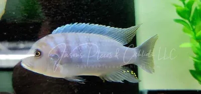 Chilumba Zebra - (Metriaclima sp. Zebra Chilumba Maisoni Reef) Chilumba Zebra - (Metriaclima sp. Zebra Chilumba Maisoni Reef)