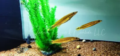 Xingu I Pike Cichlid (Lugubria sp. ‘Xingu I’) Xingu I Pike Cichlid (Lugubria sp. ‘Xingu I’)