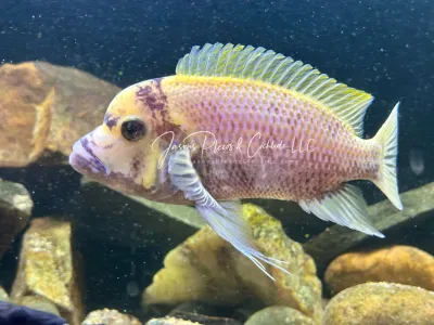 Burundi​ Frontosa Color Morph For Sale Online