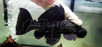 L520 - (Pseudacanthicus sp.)