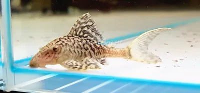 L203 Titanic Pleco - (Panaque schaeferi)