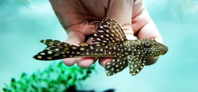 Yellow Spotted Hypostomus - (Hypostomus margaritifer)