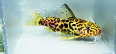 Yellow Marbled Syno - (Synodontis schoutedeni)