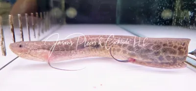 Marbled Lungfish For Sale Online