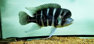Kingoma 7 Stripe Frontosa - (Cyphotilapia frontosa)