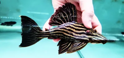 L027 Thunder Royal Pleco - (Panaque cf. armbrusteri)