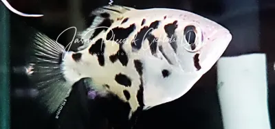 Spotted Archerfish - (Toxotes chatareus)