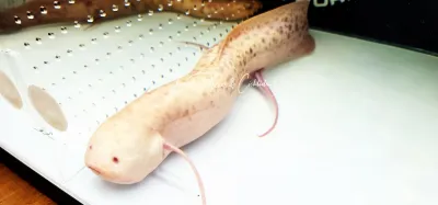Albino Marbled Lungfish - (Protopterus aethiopicus)
