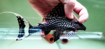 L090 Papa Panaque - (Panaque bathyphilus)