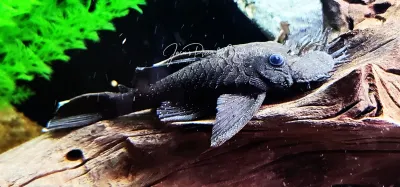L183 Starlight Bristlenose Pleco - (Ancistrus dolichopterus)