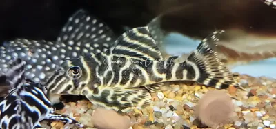 L333 Yellow King Tiger Pleco/Maze Zebra Pleco - (Hypancistrus Seideli)