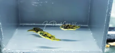 Pea Puffer - (Carinotetraodon travancoricus)