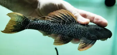 Mandarin Pleco - (Hypostomus asperatus)