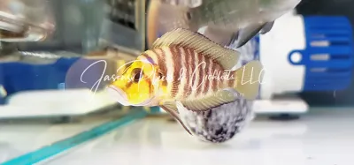 Gold Head Compressiceps For Sale Online