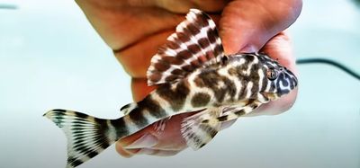 L015 Candy Striped Pleco - (Peckoltia vittata)