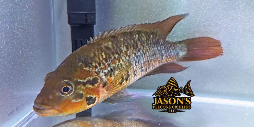 Red Tiger Motaguense - (Parachromis motaguensis)