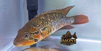 Red Tiger Motaguense - (Parachromis motaguensis) Red Tiger Motaguense - (Parachromis motaguensis)